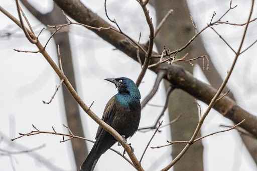 blue birds