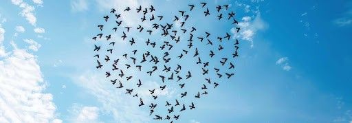 blue birds