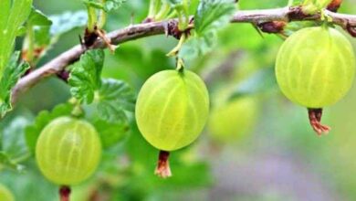 gooseberry