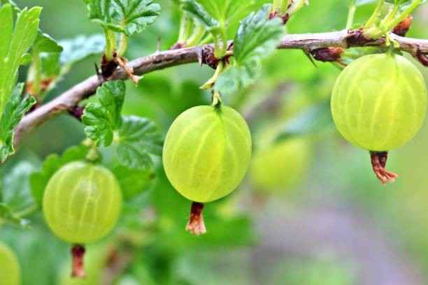 gooseberry
