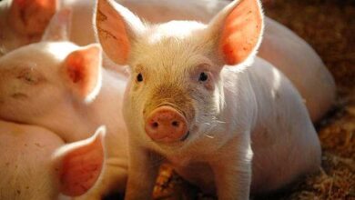 how many piglets can a pig have