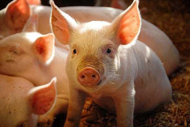 how many piglets can a pig have