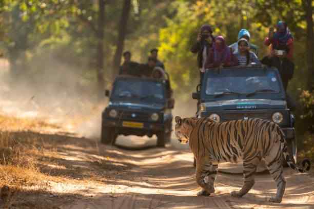 jungle safaris in india