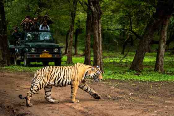 jungle safaris in india
