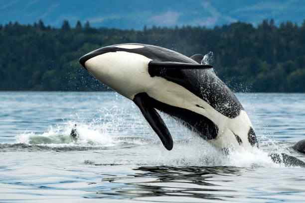 orca