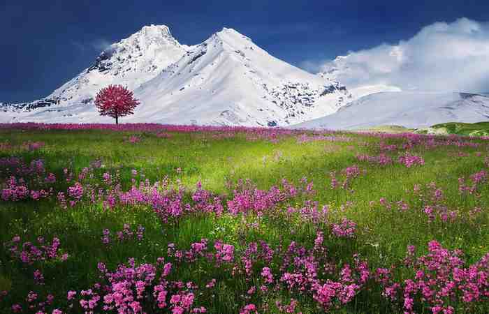 pink flowers mountain
