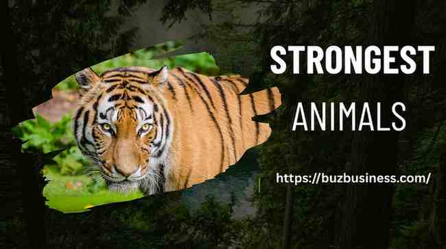 strongest animals