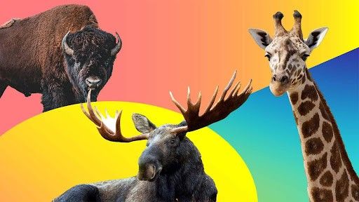 tallest animals