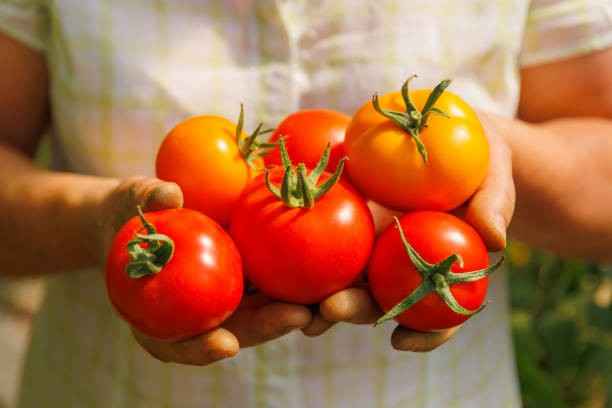 which acid present in tomato