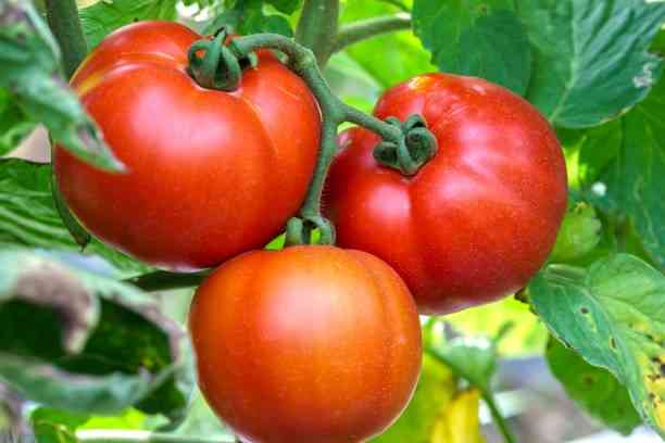 which acid present in tomato