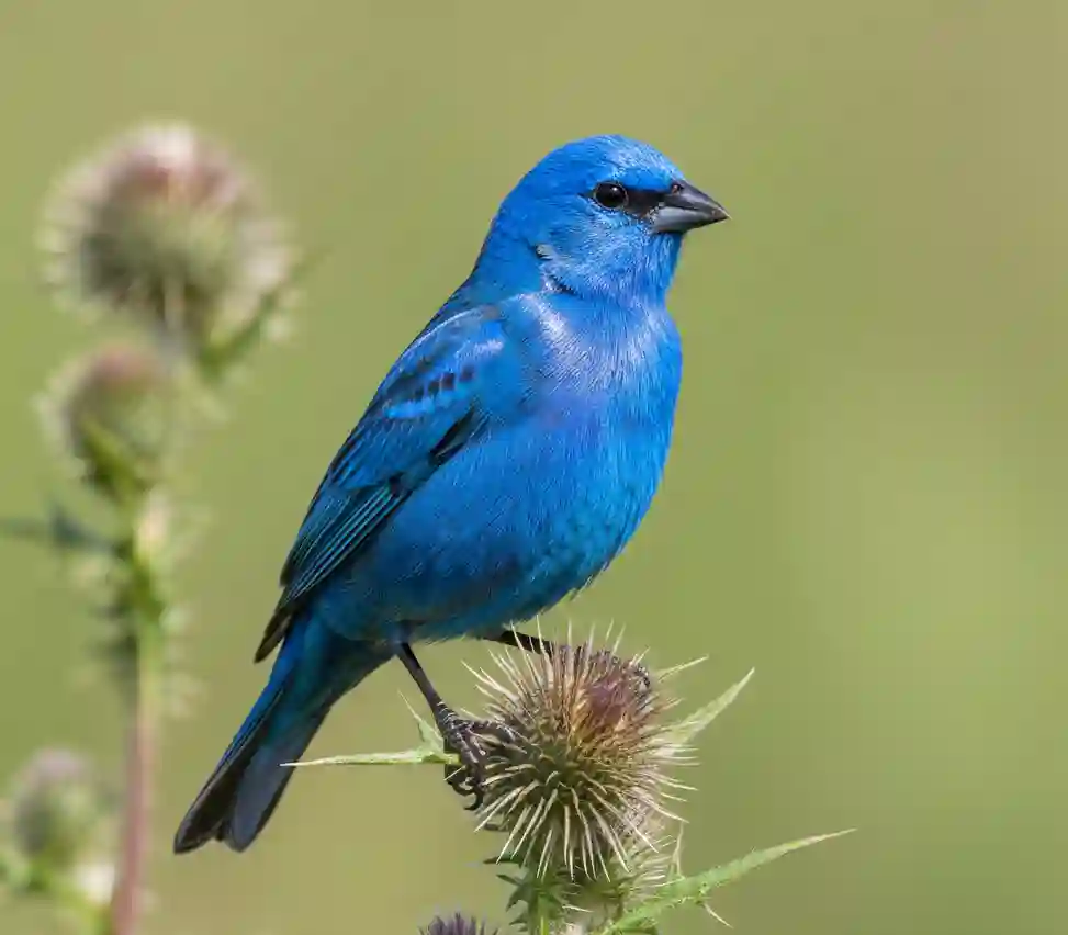 A vibrant male Indigo Bunting displaying its deep cerulean blue plumage while perched on a branch in a North American woodland.
