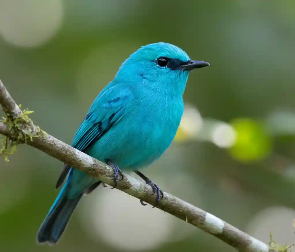 A vibrant Verditer Flycatcher with luminous turquoise-blue feathers perched on a mossy branch, showcasing one of the most unique birds found in Asian forests.