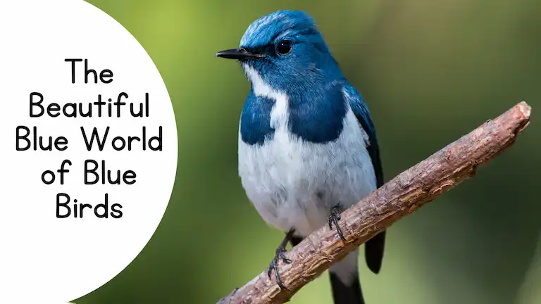 A small blue bird with a white chest sits quietly on a thin tree branch, showing off the vivid, shimmering feathers typical of the Ultramarine Flycatcher.