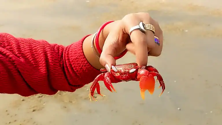 Person holding a Red Ghost Crab at Bankiput Sea Beach.