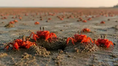 Millions of red crabs forming a red carpet on the mudflats at Bankiput Sea Beach.