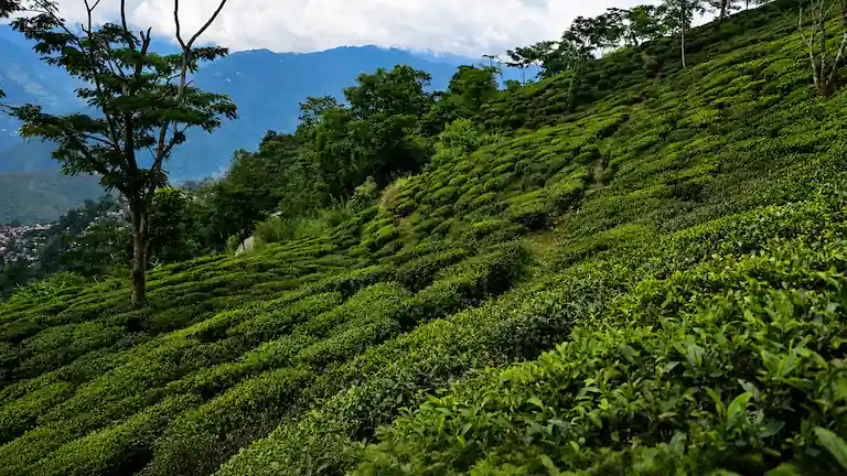 Lush Peshok tea garden on the Gangtok to Darjeeling route.