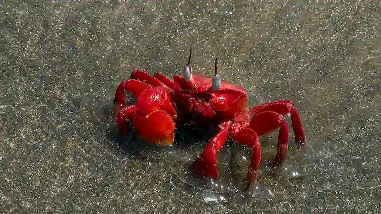 Close-up of a Red Ghost Crab on the wet sand at Lal Kakra Beach.
