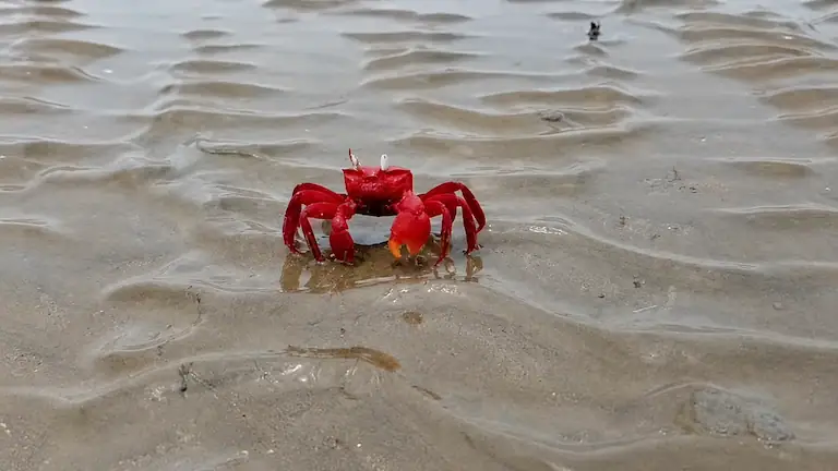 Close-up of a bright red ghost crab on the wet sand at Talasari Beach during low tide.