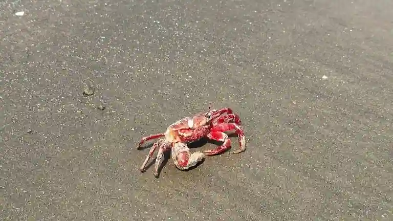 A vibrant red ghost crab crawling on the wet sand at Chandpur Beach