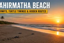 Baby Olive Ridley turtles crawling toward a sunset on Gahirmatha Beach