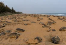 Mass nesting of Olive Ridley sea turtles along Gahirmatha Beach coastline in Odisha.