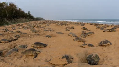 Mass nesting of Olive Ridley sea turtles along Gahirmatha Beach coastline in Odisha.