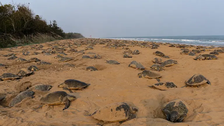 Mass nesting of Olive Ridley sea turtles along Gahirmatha Beach coastline in Odisha.