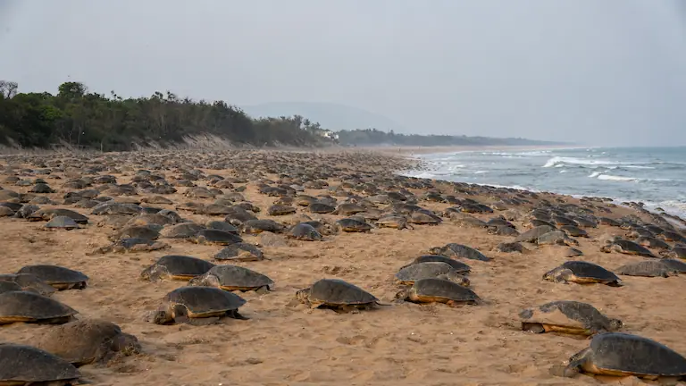 Thousands of Olive Ridley sea turtles during the Arribada mass nesting on Gahirmatha Beach.
