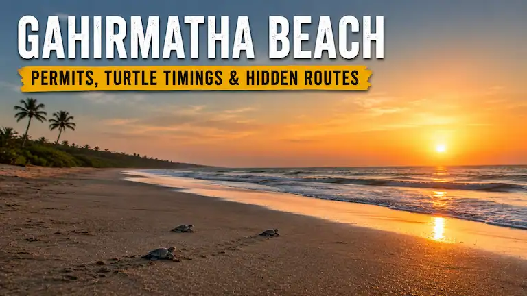 Baby Olive Ridley turtles crawling toward a sunset on Gahirmatha Beach