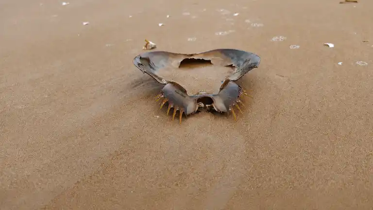 Horseshoe crab resting on the wet sand at Subarna Island.
