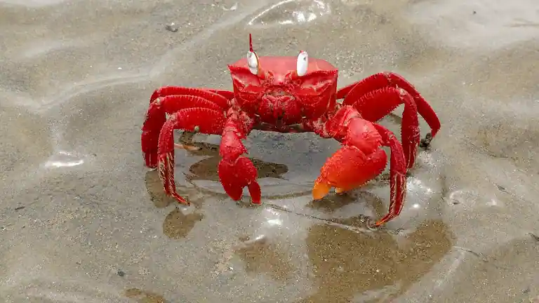 Red crab on the wet sand at Junput Beach.