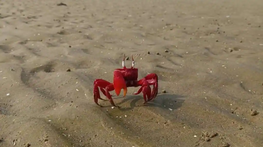 Bright red crab on the sand at Mousuni Island.