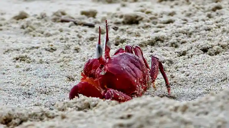 Close-up of a red crab on the sand at Subarna Island.