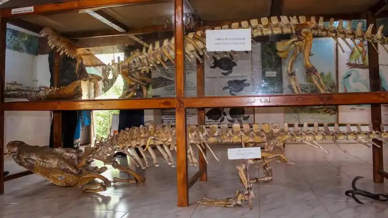 Giant saltwater crocodile skeleton display inside Bhitarkanika National Park museum.