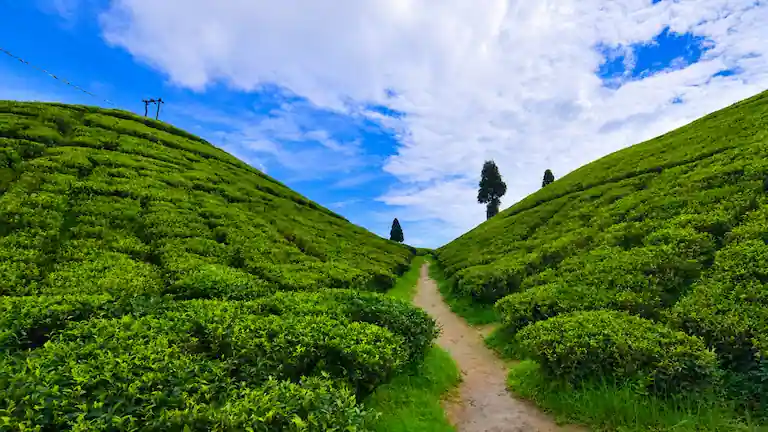 Vibrant green tea bushes and a sunny valley path in Tabakoshi near Mirik.
